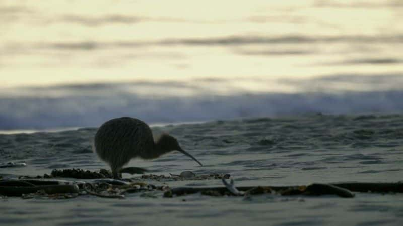 ¼Ƭϵ񻰵 (BBC) New Zealand: Earth's Mythical Islands (BBC)1080Pȫ3-Ļ/Ļ