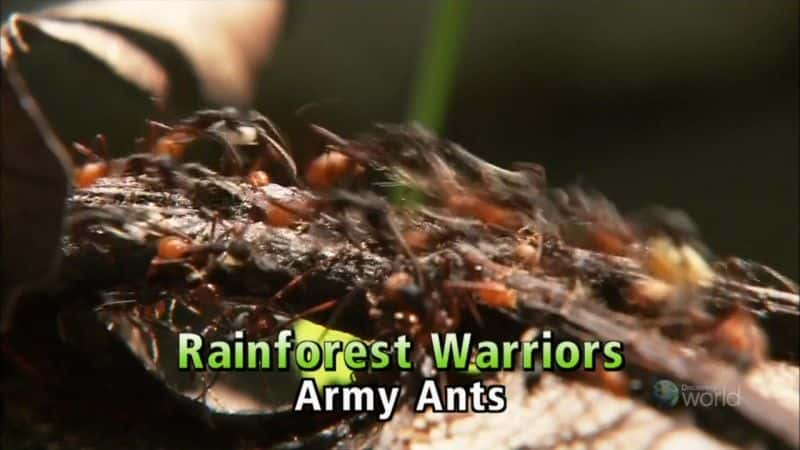 ¼Ƭʿо Rainforest Warriors: Army AntsĻ/Ļ