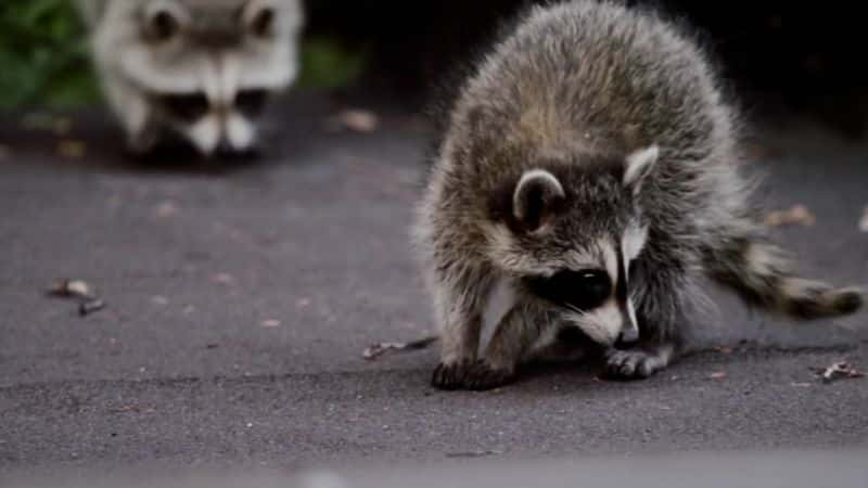 纪录片《浣熊国度 Raccoon Nation》[无字][BT][720P]资源下载