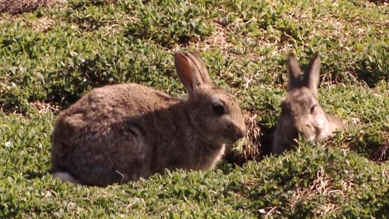 ¼Ƭ˹Ĭ The Rabbits of Skomerȫ1-Ļ/Ļ