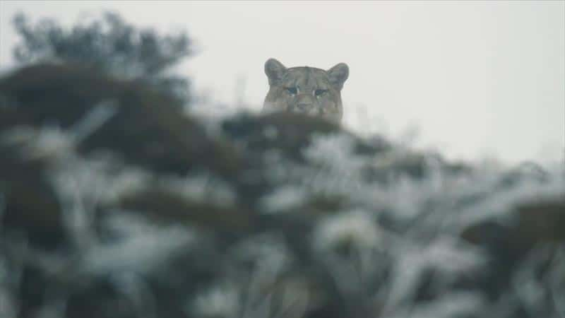 ¼Ƭʨɽ Pumas: Legends of the Ice Mountains1080Pȫ1-Ļ/Ļ