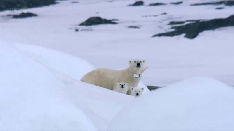 ¼ƬһҺ The Polar Bear Family and Meȫ3-Ļ/Ļ