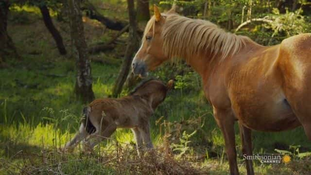 纪录片《新森林：王冠的狩猎场 New Forest: The Crown's Hunting Ground》[无字] [BT][DVD画质]资源下载