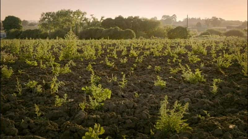 ¼Ƭ塤ϣ̳Ľѵ Pepe Mujica: Lessons from the FlowerbedĻ/Ļ