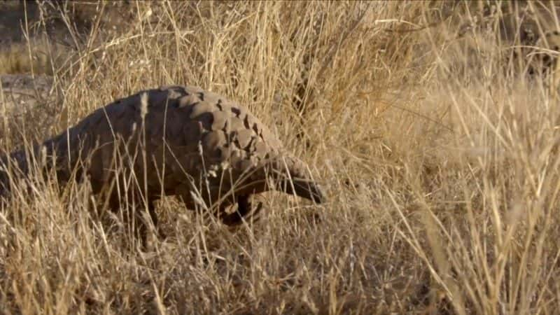 纪录片《穿山甲：世界上最想要的动物 Pangolins: The World's Most Wanted Animal》[无字][BT][720P]资源下载