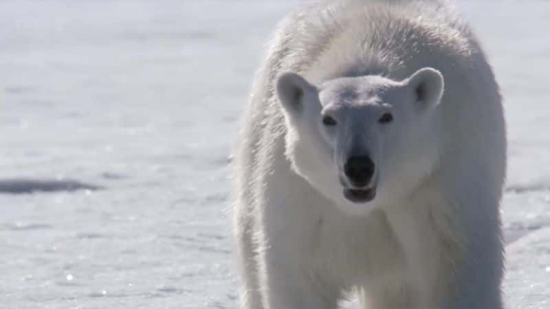 ¼ƬһҺ The Polar Bear Family and Meȫ3-Ļ/Ļ