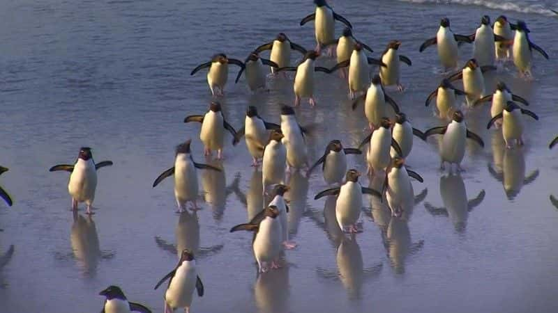 ¼Ƭ죺һļ (BBC) Penguins: Spy in the Huddle (BBC)1080Pȫ1-Ļ/Ļ