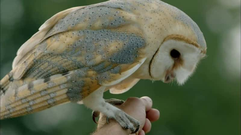 ¼Ƭèͷӥ Owl PowerĻ/Ļ