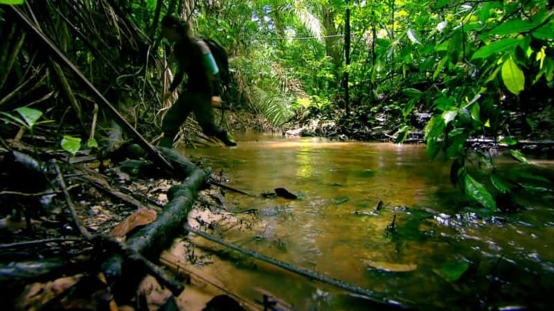 ¼Ƭ٪ǳܵ (BBC) The Pygmy Hippo: A Very Secret Life (BBC)1080P-Ļ/Ļ