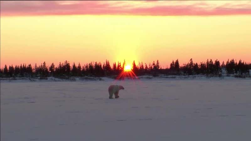 纪录片《北极熊：夏日奥德赛 Polar Bears: A Summer Odyssey》[无字][BT][DVD]资源下载