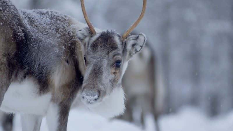 ¼ƬҺѱ¹ Reindeer Family and Me1080P-Ļ/Ļ