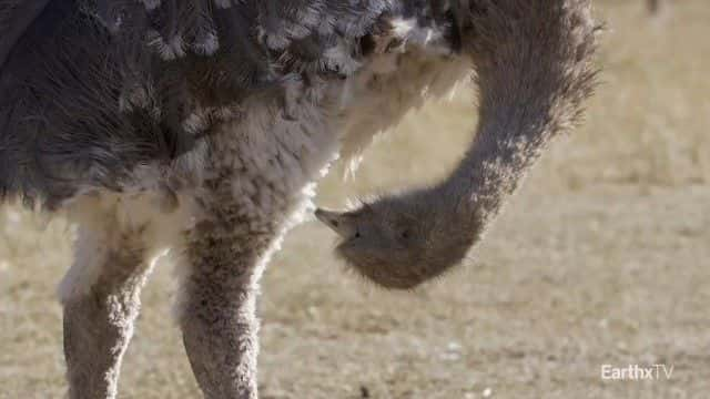 纪录片《巴塔哥尼亚公园：野外之旅 Patagonia Park: A Journey into the Wild》[无字][BT][720P]资源下载