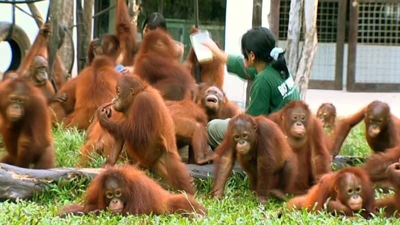 ¼ƬɣԳ (BBC) Orangutans: The Great Ape Escape (BBC)1080Pȫ1-Ļ/Ļ