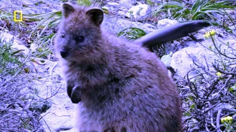 纪录片《罗特内斯特岛短尾矮袋鼠王国 Rottnest Island Kingdom of the Quokka》[无字][BT][720P]资源下载