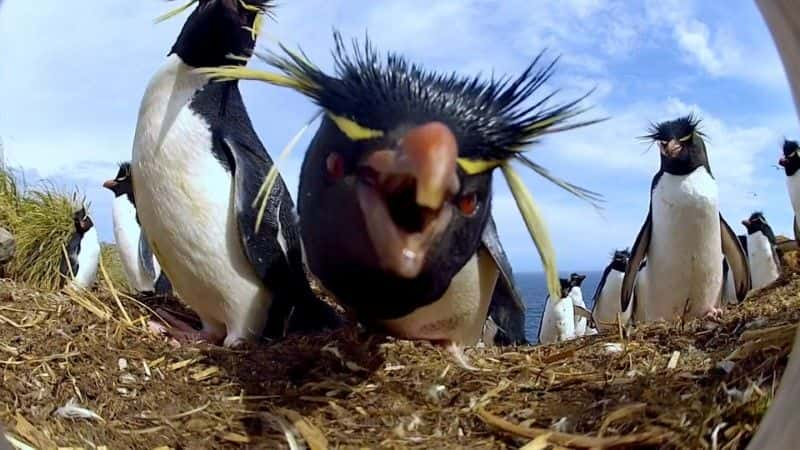 ¼Ƭ죺һļ (BBC) Penguins: Spy in the Huddle (BBC)1080Pȫ1-Ļ/Ļ