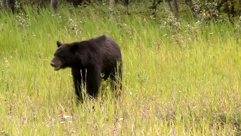 ¼Ƭأ߾ Pioneering: The American Frontier1080P-Ļ/Ļ