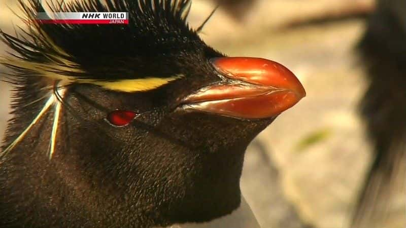 ¼Ƭ쵺Ⱥ Penguin Island: The Falklandsȫ1-Ļ/Ļ