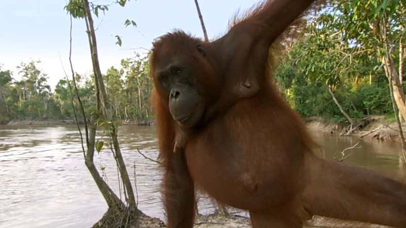 ¼ƬɣԳ (BBC) Orangutans: The Great Ape Escape (BBC)1080Pȫ1-Ļ/Ļ