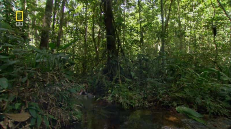 纪录片《海洋冒险：重返亚马逊 Ocean Adventures: Return to the Amazon》[无字][BT][1080P]资源下载