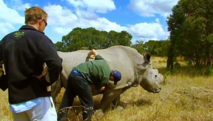 纪录片《犀牛归来：观看特别节目的最后机会 Return of the Rhino: A Last Chance to See Special》[无字] [BT][DVD画质]资源下载