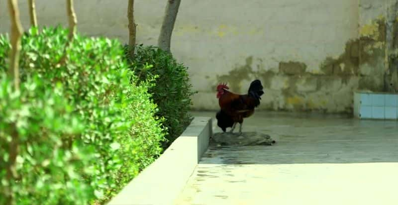 ¼Ƭͻ˹̹Ůܵͷ Pakistan's Women: Punished for LoveĻ/Ļ