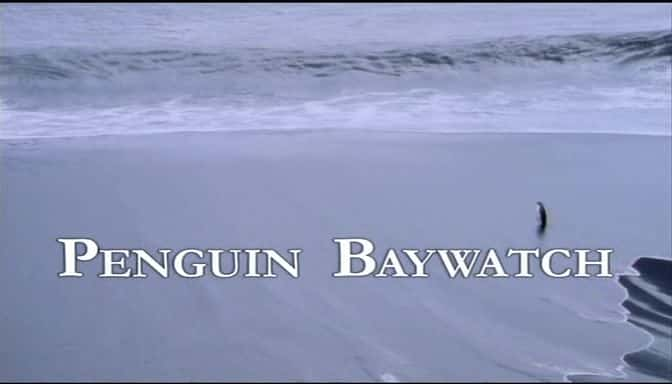 纪录片《企鹅海滩救护队 Penguin Baywatch》[无字][BT][720P][1080P]双画质资源下载