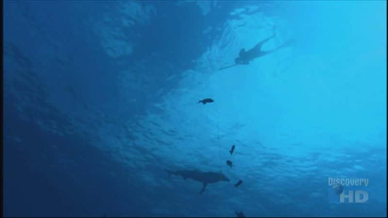 ¼Ƭʳߵã Paradise for Predators: Sharks of PalauĻ/Ļ