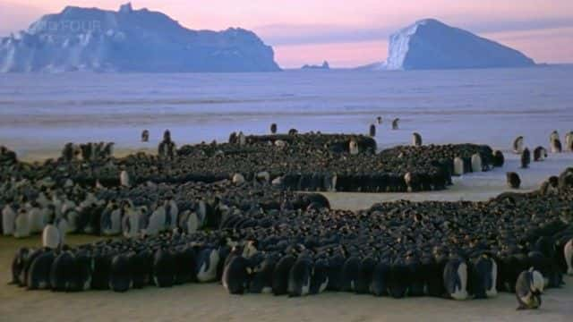 ¼Ƭϼ죨BBC Penguins of the Antarctic (BBC)ȫ1-Ļ/Ļ