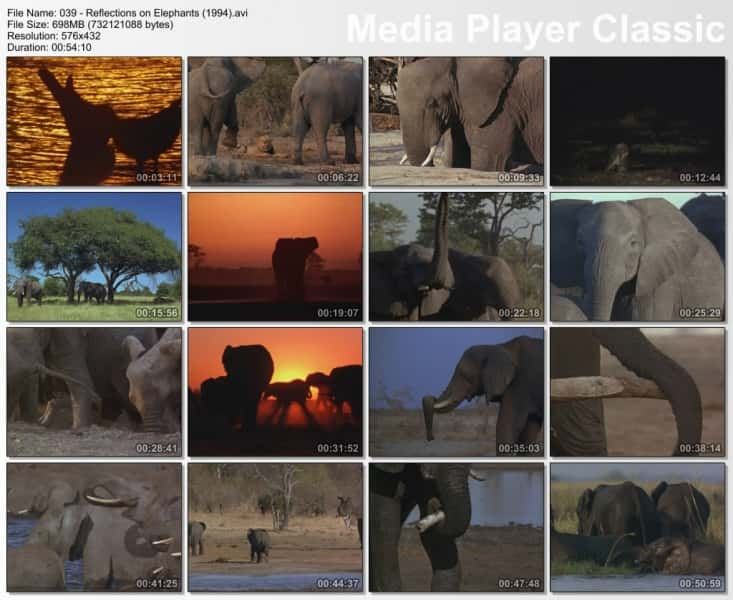 纪录片《对大象的思考 Reflections on Elephants》[无字][BT][1080P]资源下载