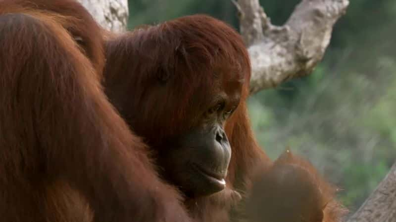 纪录片《猩猩：类人猿大逃亡 Orangutans: The Great Ape Escape》[无字][BT][1080P]资源下载