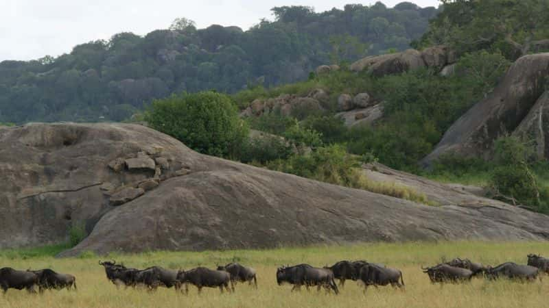 纪录片《塞伦盖蒂的游牧民族：系列 1 Nomads of the Serengeti: Series 1》[无字][BT][720P]资源下载