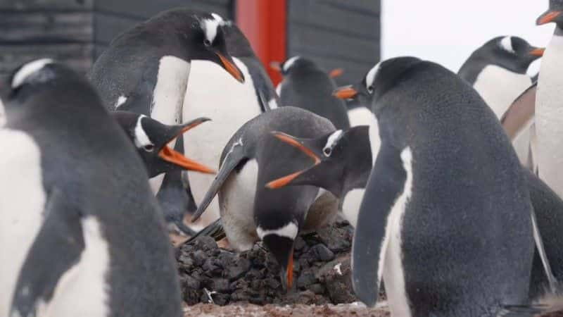 ¼Ƭʾ (BBC) Penguin Post Office (BBC)1080Pȫ1-Ļ/Ļ