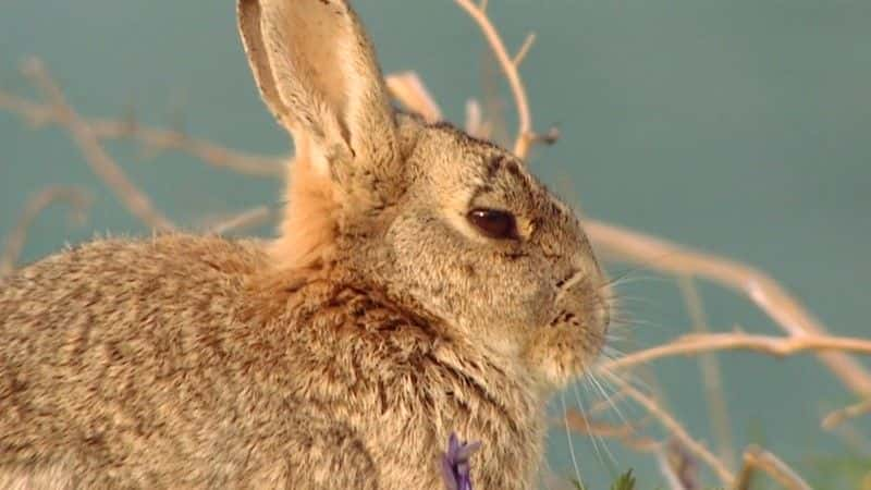 ¼Ƭ˹Ĭ The Rabbits of Skomerȫ1-Ļ/Ļ