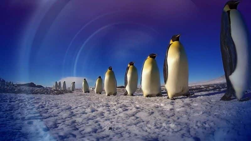 ¼Ƭ죺һļ (BBC) Penguins: Spy in the Huddle (BBC)1080Pȫ1-Ļ/Ļ