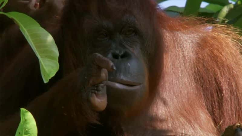 纪录片《猩猩：类人猿大逃亡 Orangutans: The Great Ape Escape》[无字][BT][1080P]资源下载