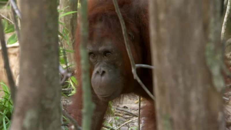 纪录片《猩猩：类人猿大逃亡 Orangutans: The Great Ape Escape》[无字][BT][1080P]资源下载