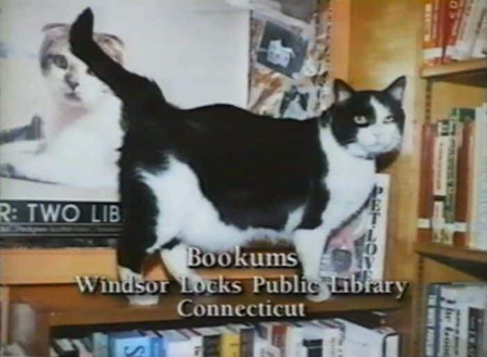 ¼Ƭеè Puss in BooksĻ/Ļ