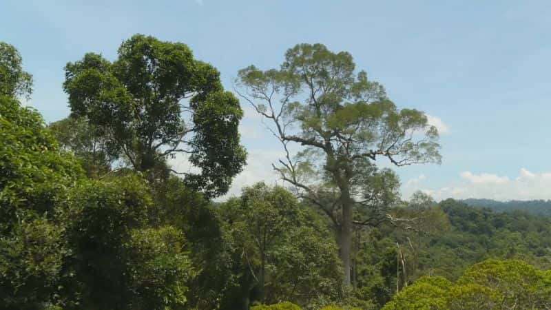 ¼Ƭʷǰɭ Prehistoric Planet FORESTS1080P-Ļ/Ļ