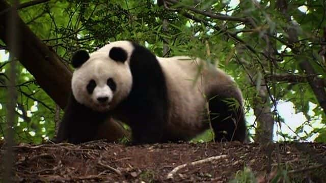 ¼ƬèҰ Panda's in the Wild720Pȫ1-Ļ/Ļ