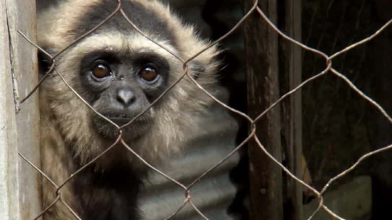 纪录片《长臂猿广播电台（BBC） Radio Gibbon (BBC)》[无字][BT][720P]资源下载