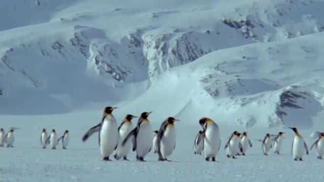 ¼Ƭϼ (PBS) Penguins of the Antarctic (PBS)720Pȫ1-Ļ/Ļ