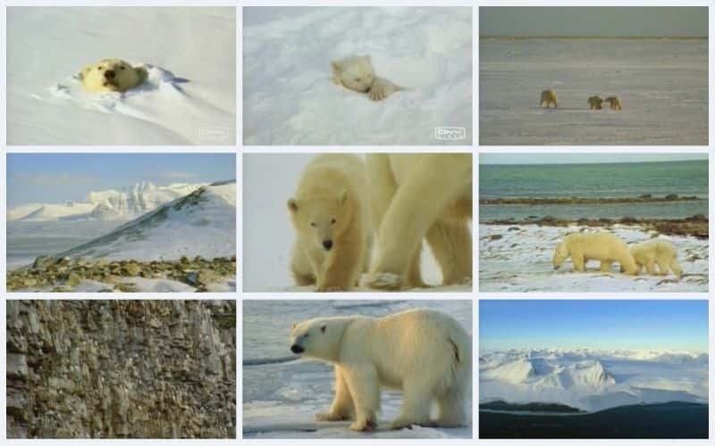 ¼ƬܣϵӰ Polar Bears: Shadows on the IceĻ/Ļ