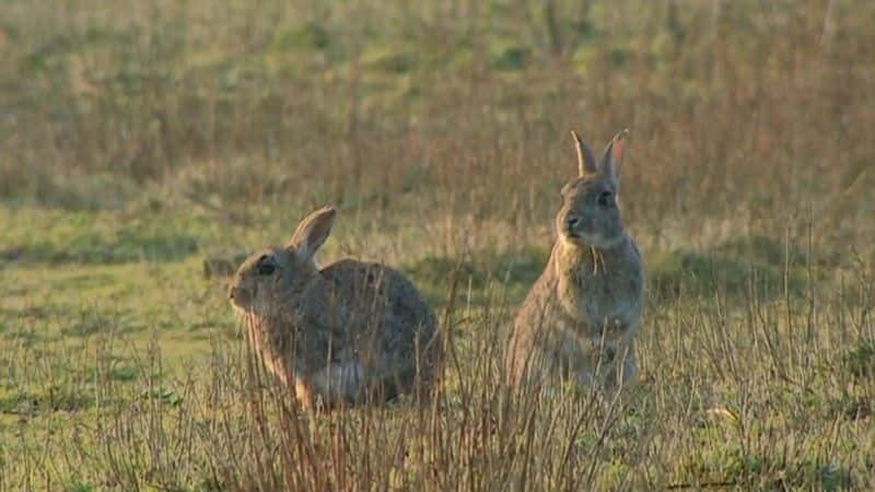 ¼Ƭ˹Ĭ The Rabbits of Skomerȫ1-Ļ/Ļ