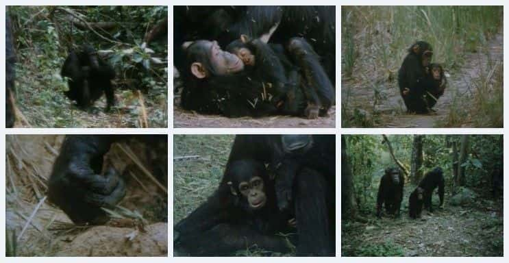 ¼Ƭɭˣĺ People of the Forest: The Chimps of GombeĻ/Ļ