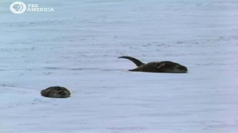 ¼Ƭʯˮ̡ Otters Of YellowstoneĻ/Ļ