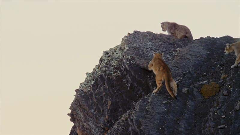 ¼Ƭʨɽ Pumas: Legends of the Ice Mountains1080Pȫ1-Ļ/Ļ