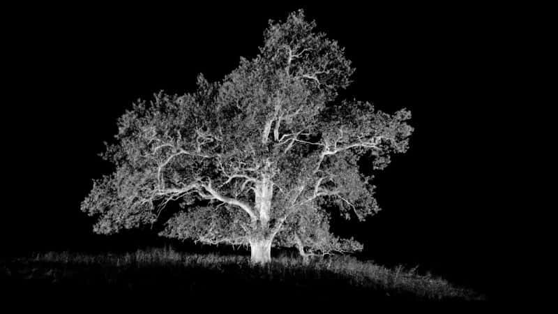 ¼ƬȻΰҴ - ϵ 1 Oak Tree: Nature's Greatest Survivor- Series 11080P-Ļ/Ļ