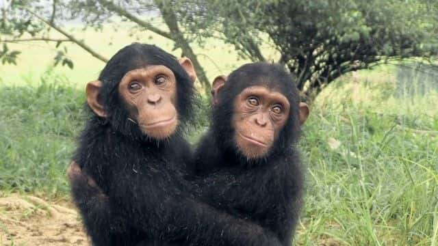 ¼ƬȵĸչرĿ Rescued Chimpanzees of the Congo Special1080Pȫ1-Ļ/Ļ