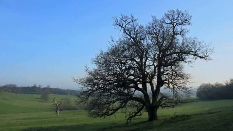 ¼ƬȻΰҴ - ϵ 1 Oak Tree: Nature's Greatest Survivor- Series 11080P-Ļ/Ļ