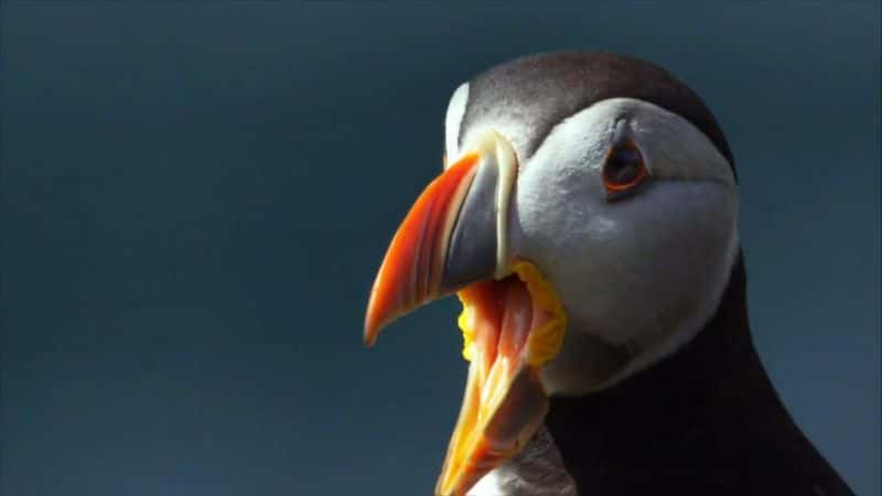 ¼ƬȸѲ߶ Puffin PatrolĻ/Ļ